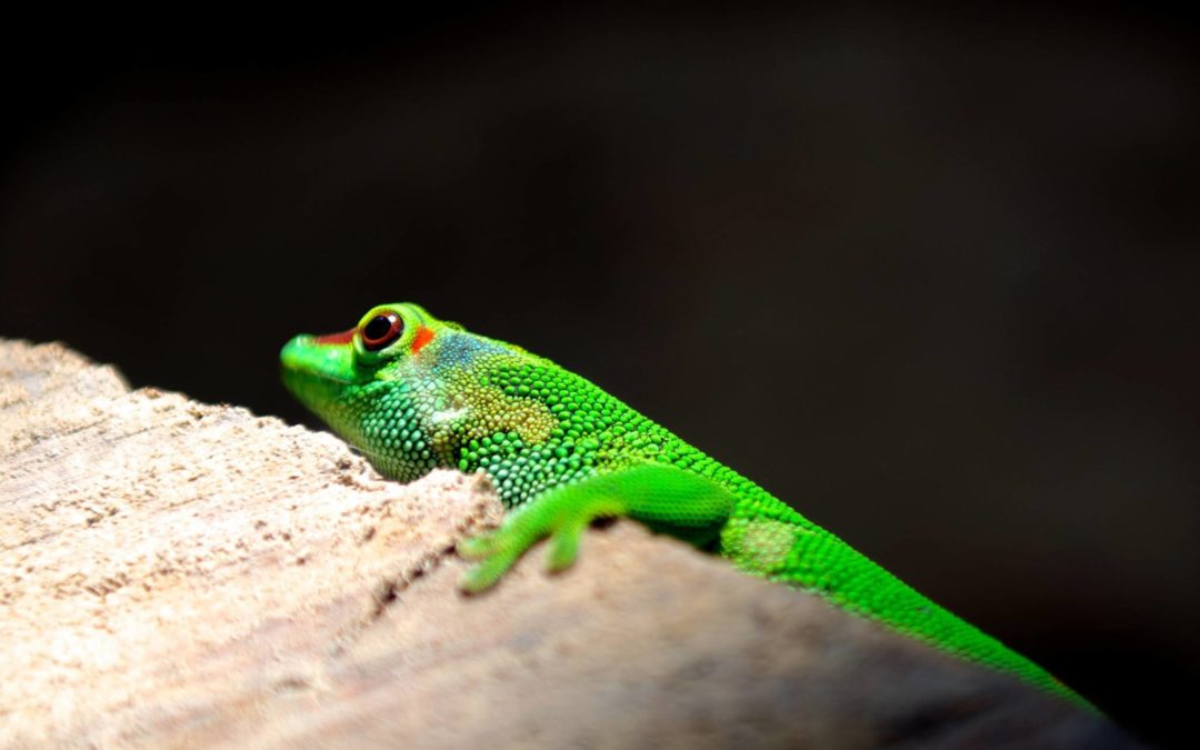 Image of a bright green lizard hanging onto the edge of a ledge