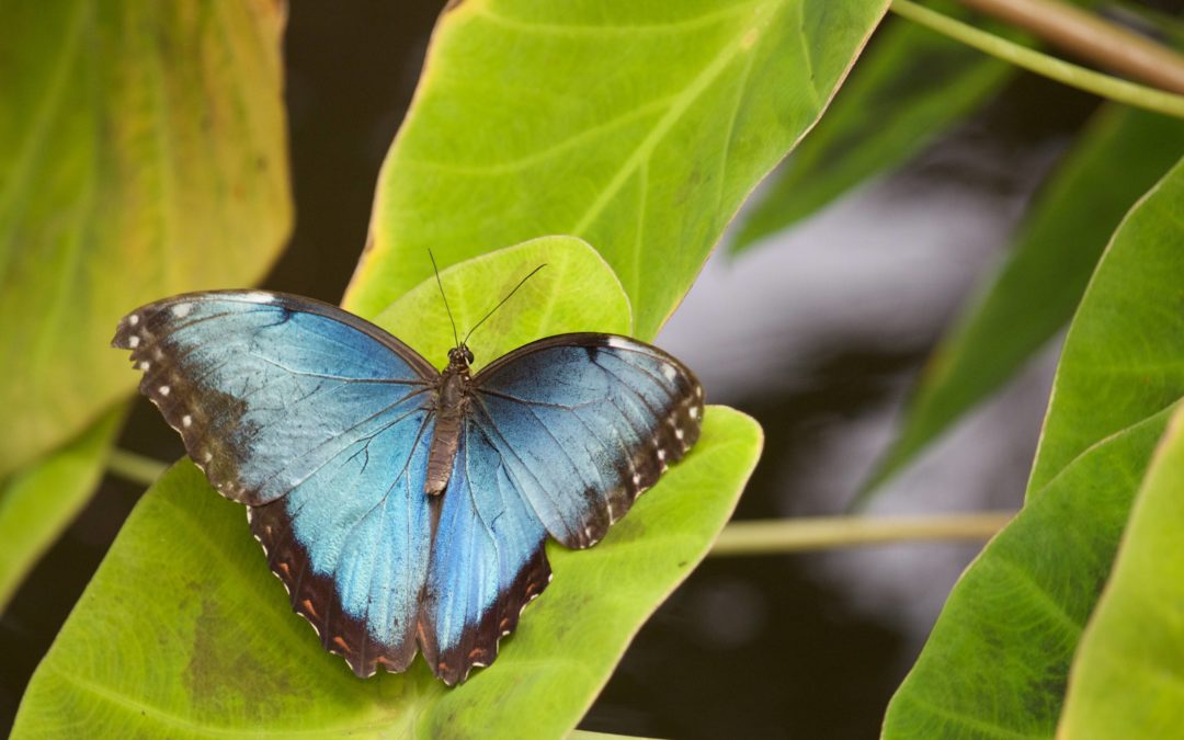 Image of a blue morpho butterfly on a pale green leaf