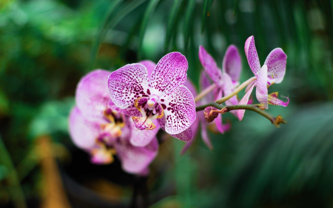 Purple and white orchid flowers surrounded by green leaves