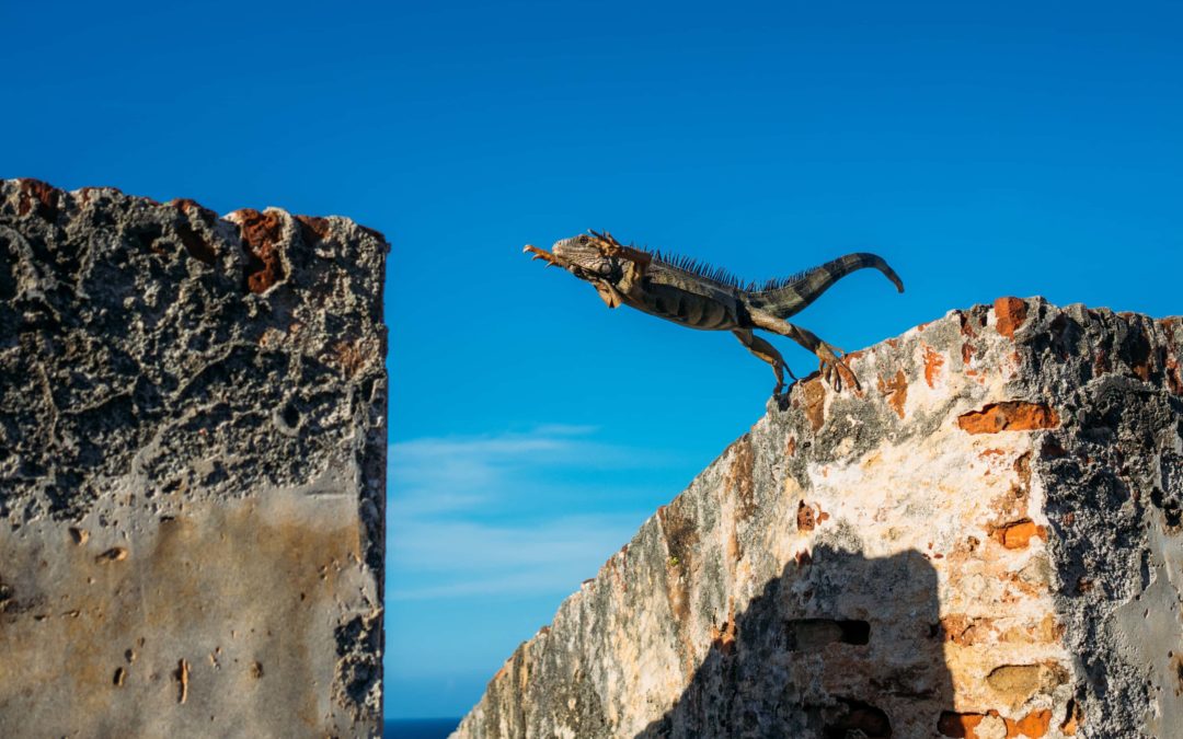 A lizard jumping across a large gap between two rocks with the blue sky in the background