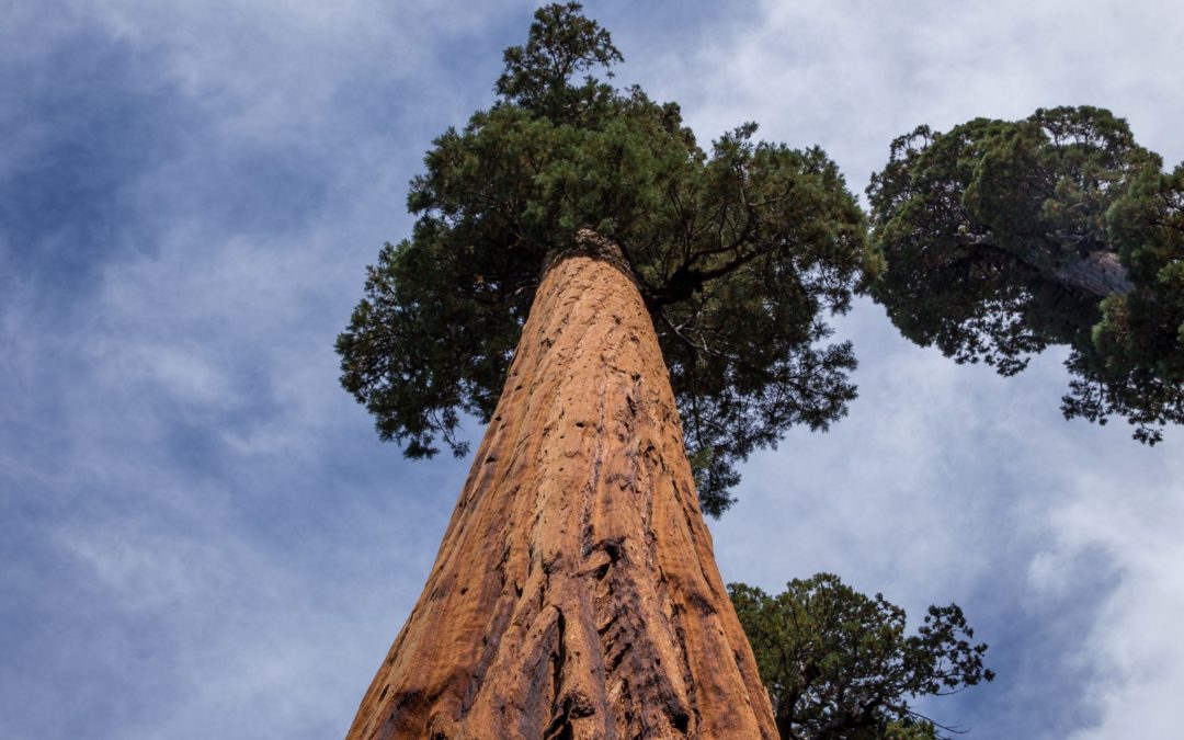 Personal growth is not a race: image of a Giant redwood tree growing into the blue sky