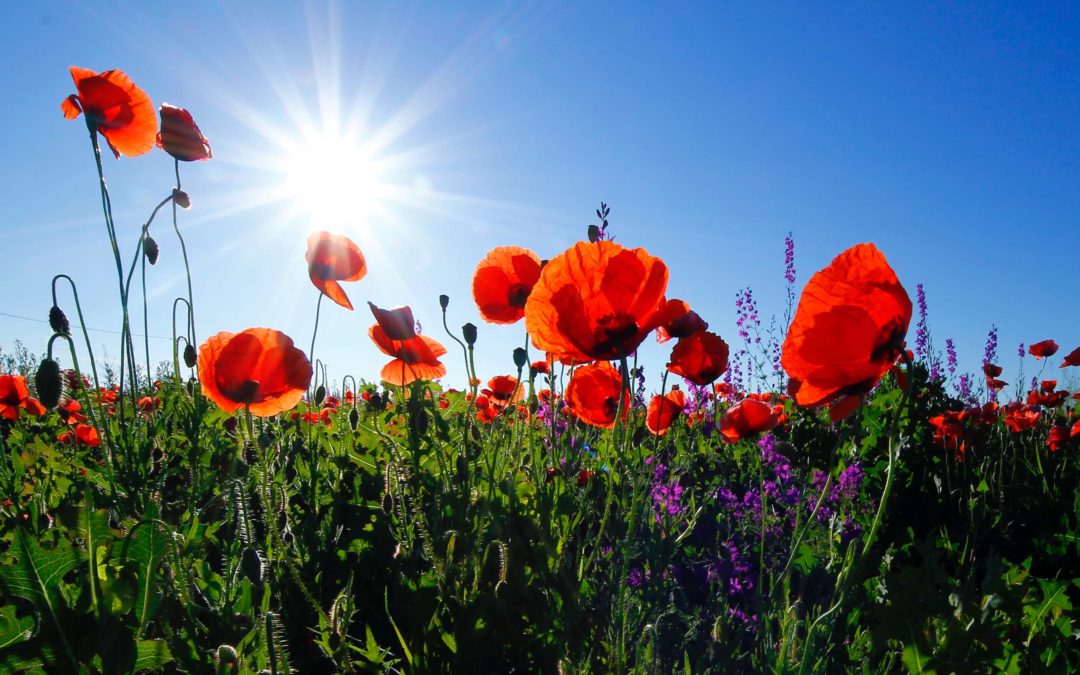 Poppies against a blue sunny sky