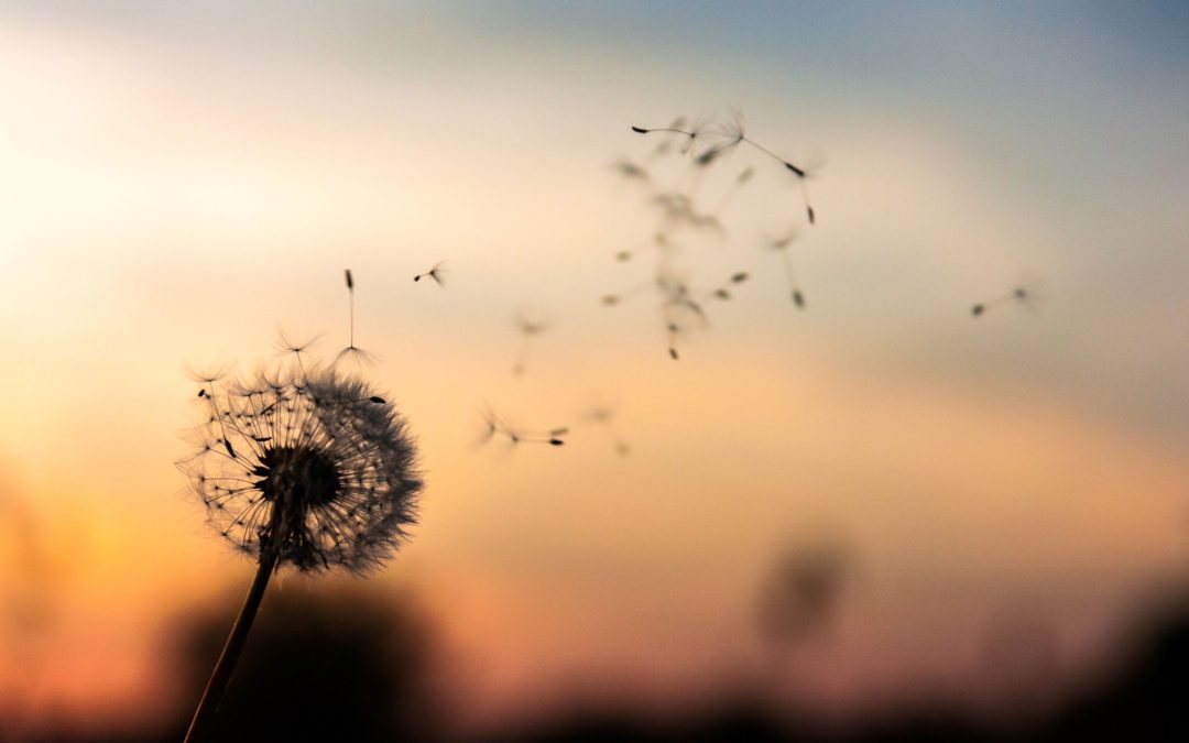 Dried up dandelion with seeds been blown off by the wind against a sunset